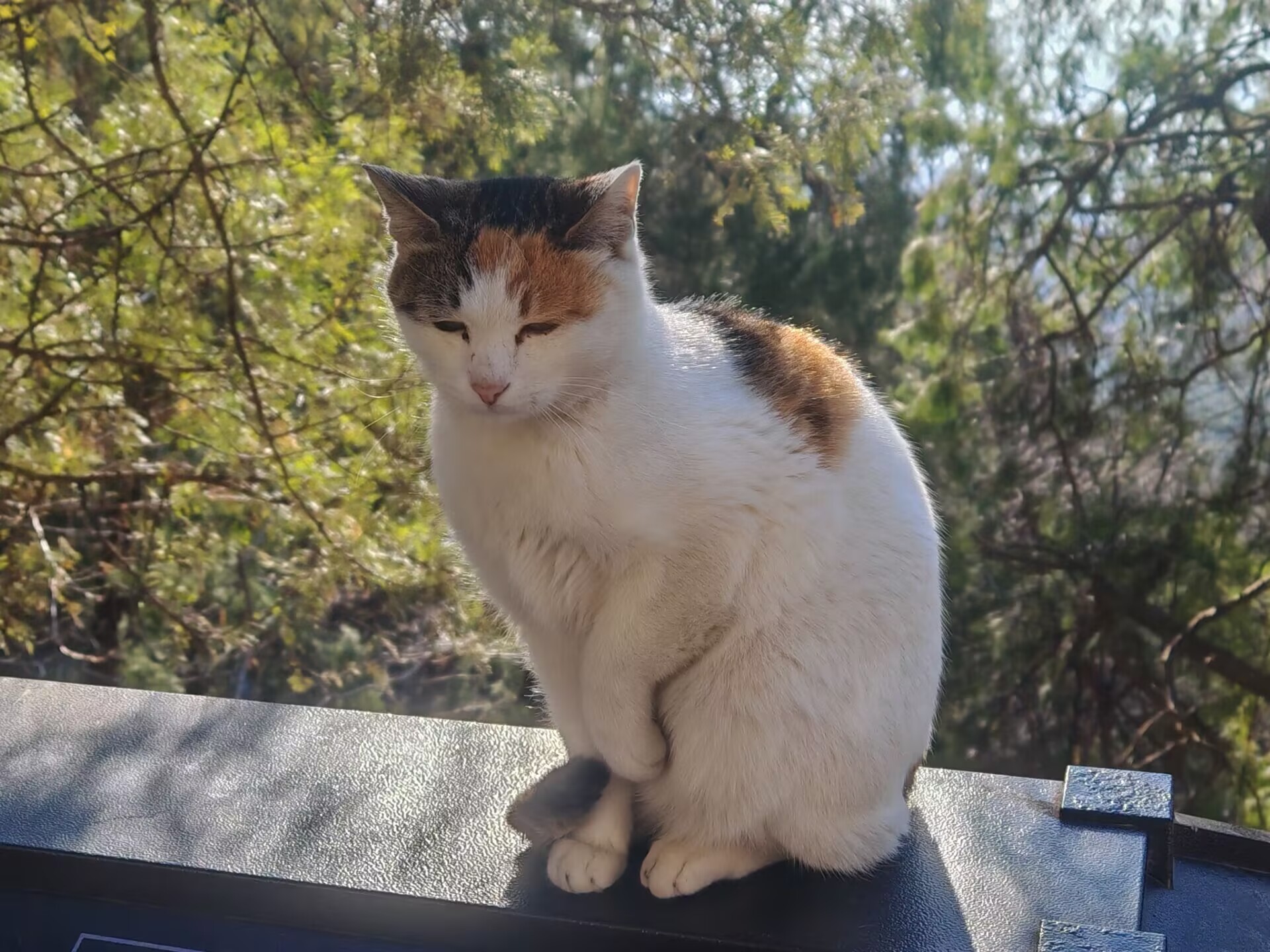泰山上的小猫